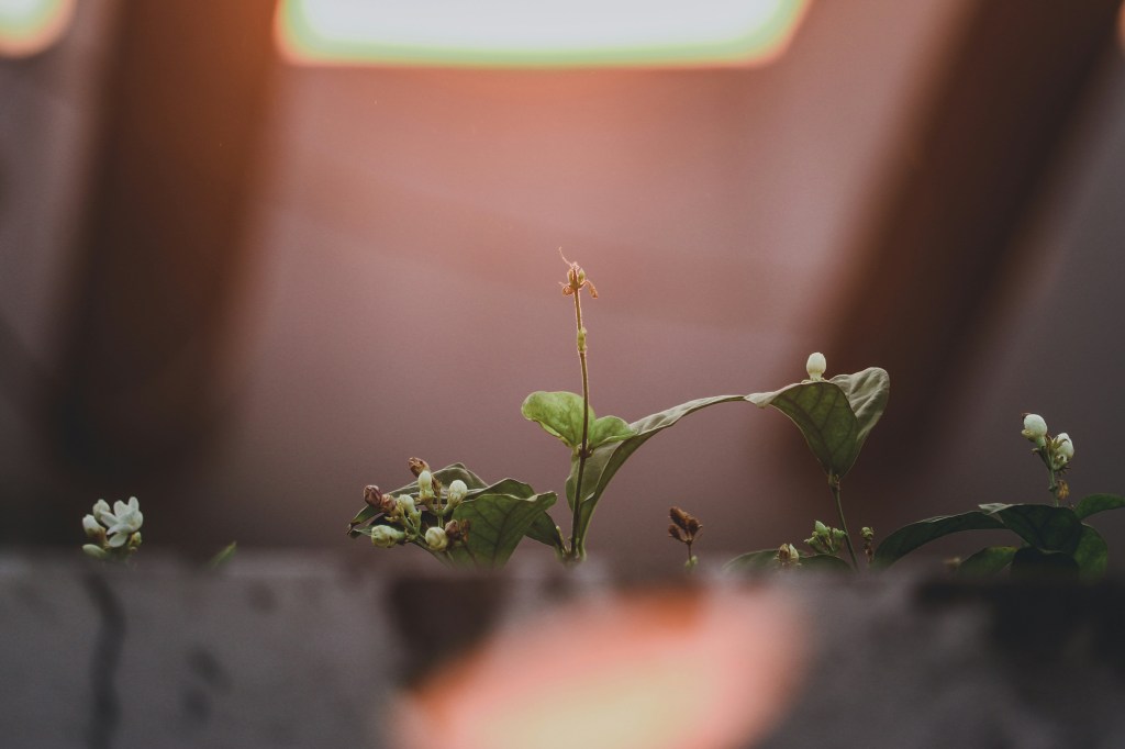 Ljubezen, ki raste: Vloga pozitivne psihologije v najinem odnosu